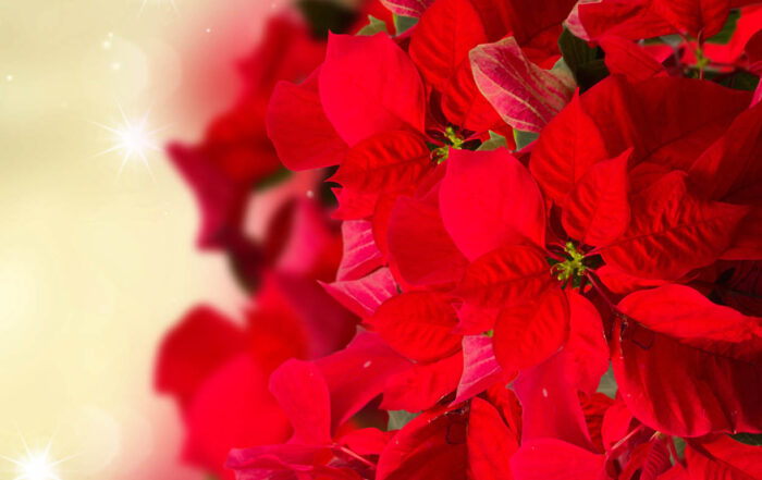 Christmas Poinsettia