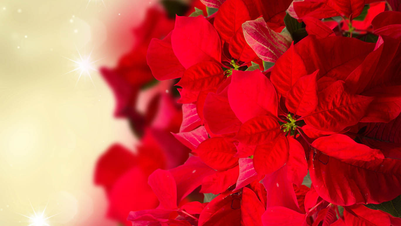 Christmas Poinsettia
